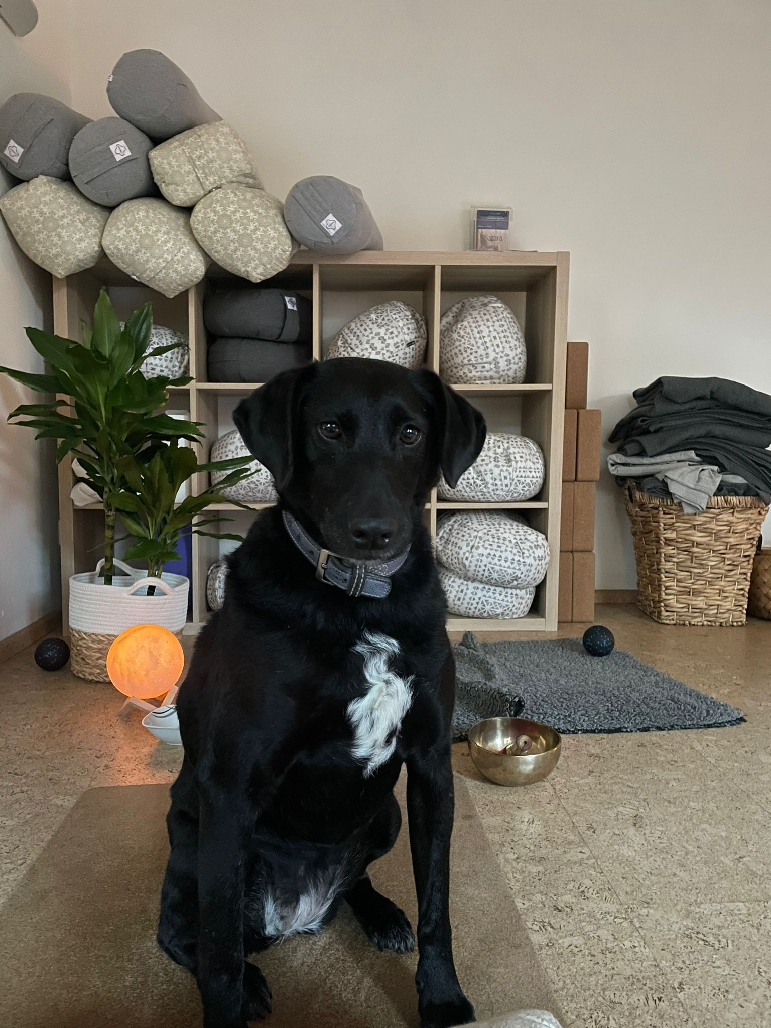 cb01220c-4f42-4586-91dc-8131d95b3dfd Ein schwarzer Hund mit einer weißen Brustmarkierung sitzt auf einer Yogamatte in einem gemütlichen Yoga-Studio. Im Hintergrund sind Regale mit neatly gestapelten Yogabolstern, Meditationskissen und Yogablöcken zu sehen. Eine warme Lichtquelle und eine Pflanze schaffen eine entspannte Atmosphäre. Der Hund trägt ein graues Halsband und blickt aufmerksam und sanft in die Kamera.